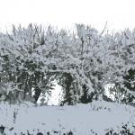 web snow photo 4