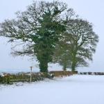 snow photo 7